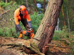 Best Emergency Tree Removal  in Eclectic, AL