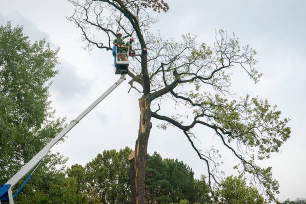 Eclectic, AL Tree Removal Company