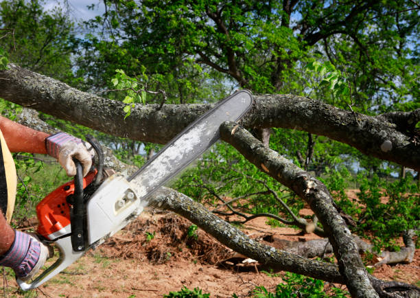 Best Tree Risk Assessment  in Eclectic, AL